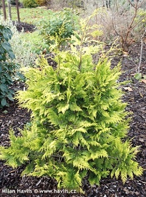 شبه سرو لاوسون / کامیس پاریس